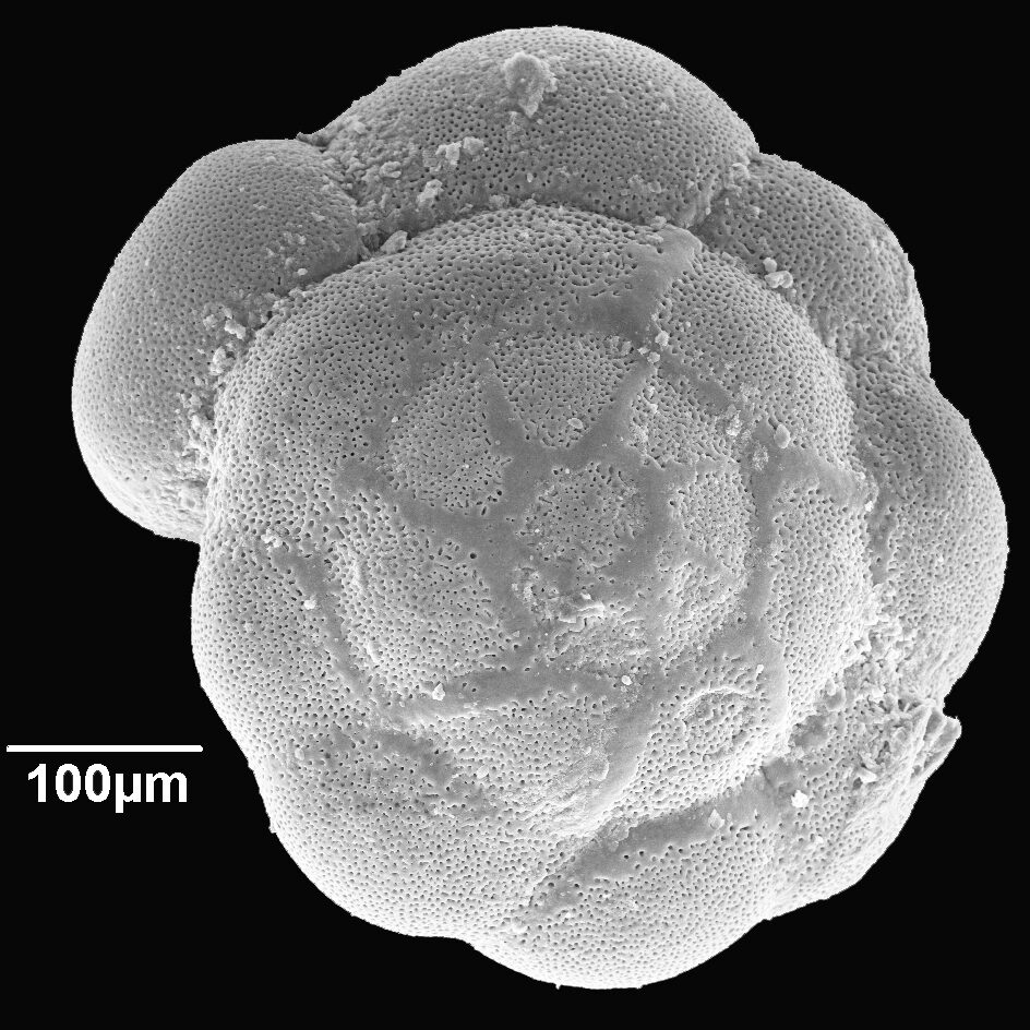 Ammonia tepida