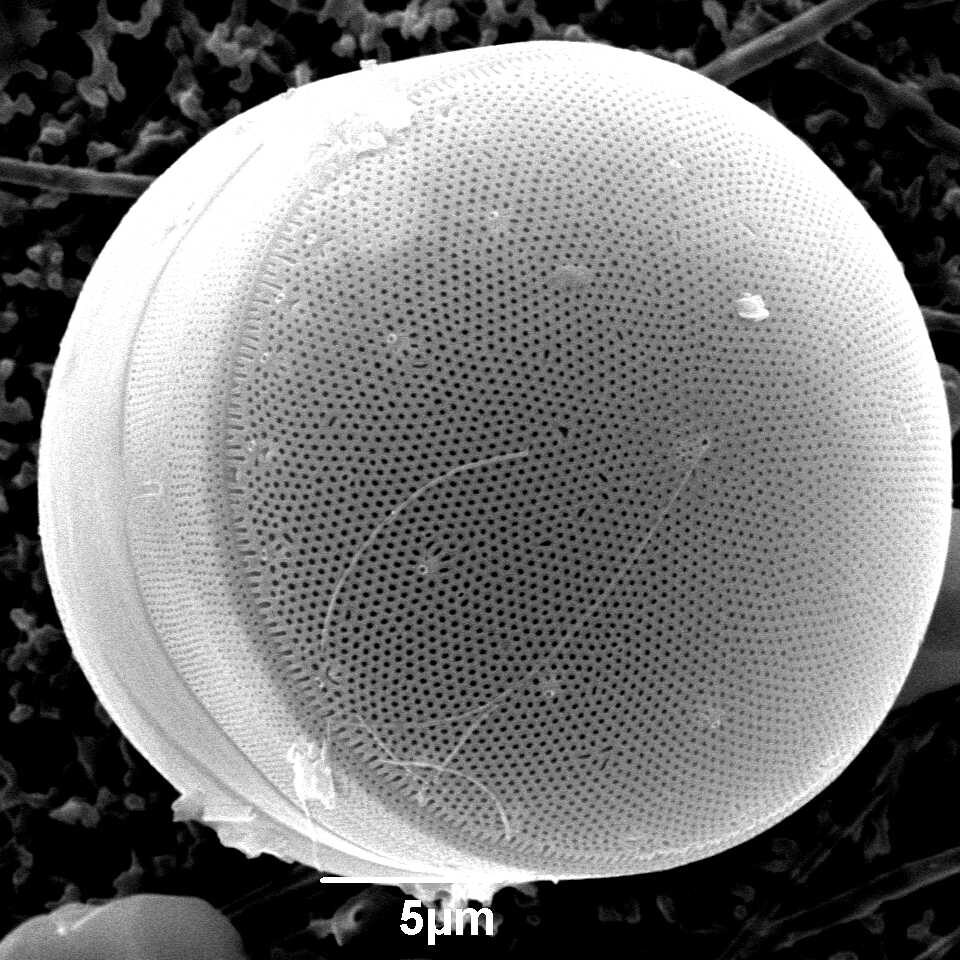 Diatom4