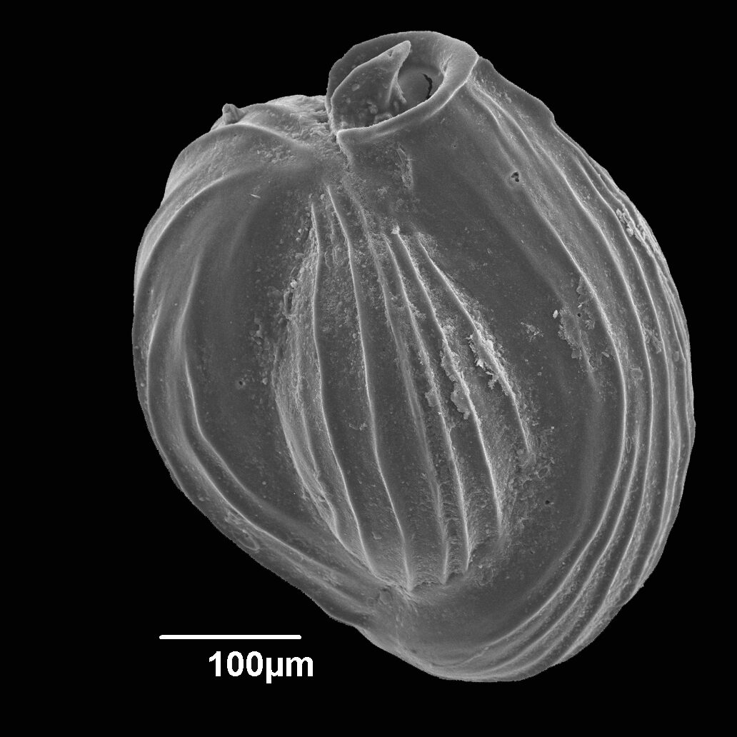 Triloculina fichteliana