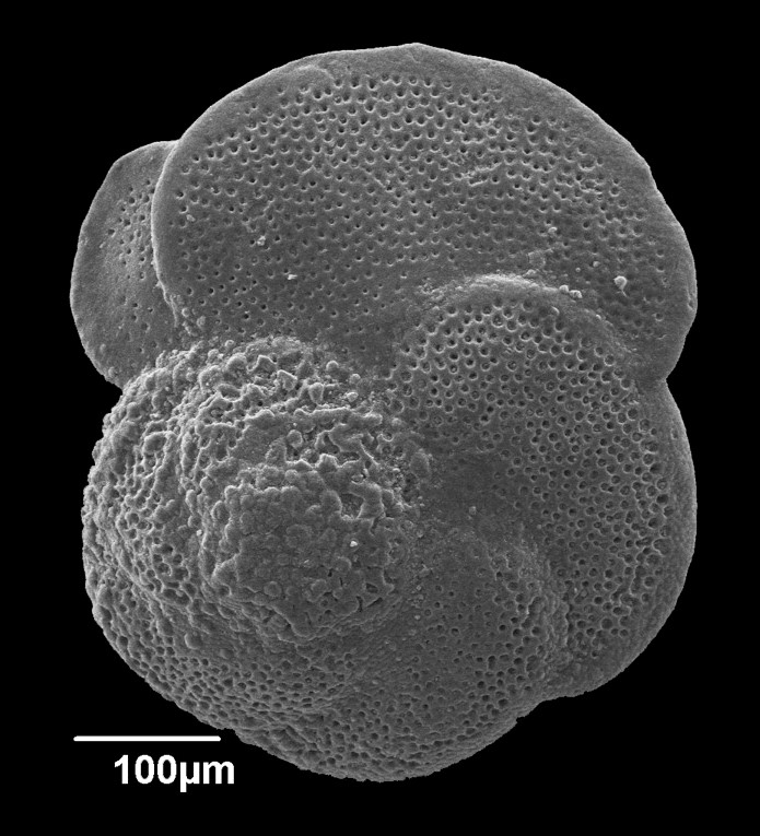 Globorotalia margaritae