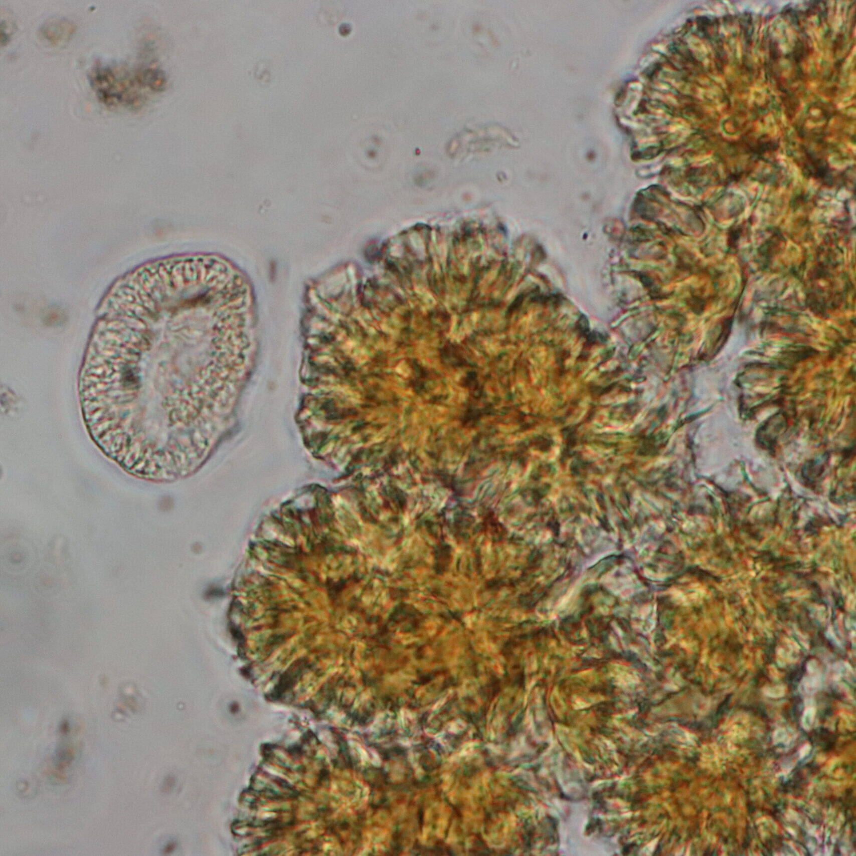 Botryococcus_Ohrid 3