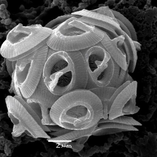 Gephyrocapsa