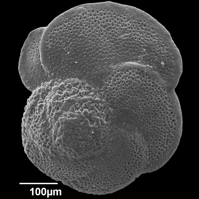 Globorotalia margaritae