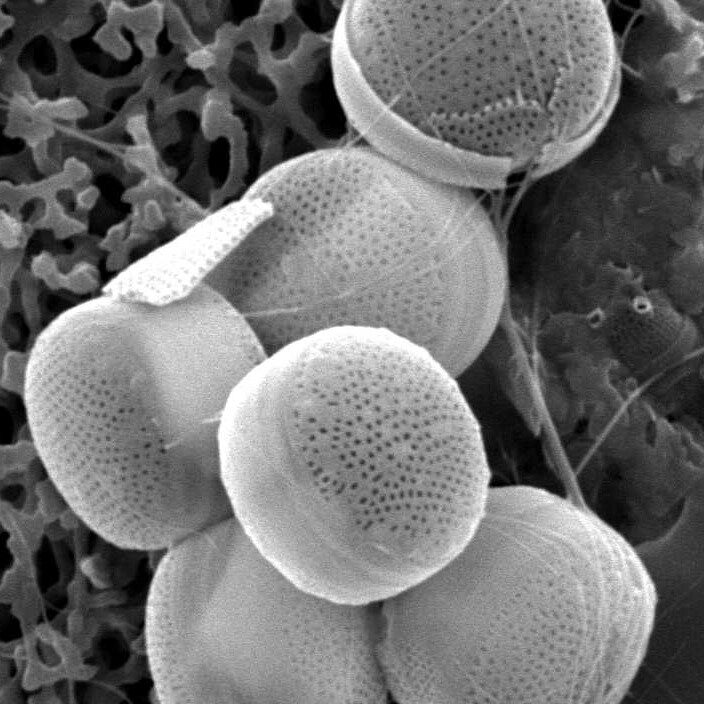 diatoms3